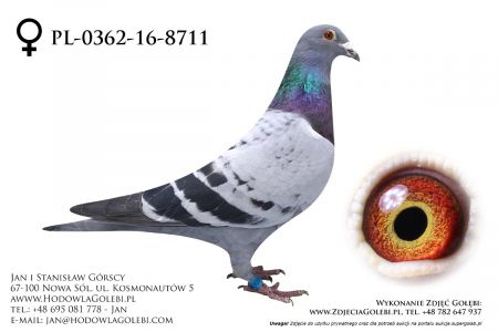 PL-362-16-8711 - całkowita likwidacja hodowli