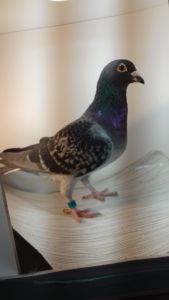 PL-370-13-2995 Mateusz Krasowski