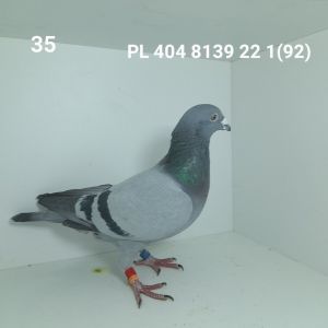 PL-404-22-8139: 24-DUDZIŃSKI-KOSAŁKA, m.in 14m, 11m, 12m, 8m Gołąb z hodowli: 24-DUDZIŃSKI-KOSAŁKA.