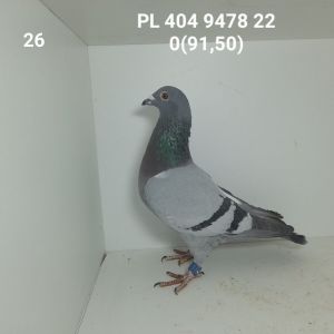 PL-404-22-9478: 14-PAWLAK ANTONI. Gołąb z hodowli: 14-PAWLAK ANTONI.