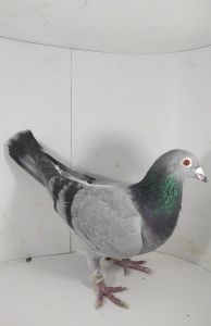 Pl-417-15-2543 córka 803 Arkadiusza Stępień