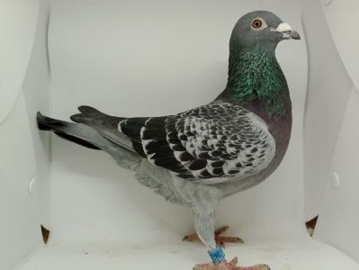 PL-419-21-2472 -  Syn PL-0294-20-4936 - najlepszego rocznego Sekcji Sędziszów Małopolski  w 2021 r., 8 konkursów. Org. Krzysztof Kocon, 100 % Andrzej Kaszuba