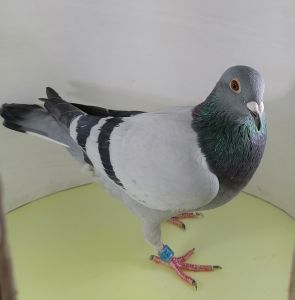 PL-470-21-14837 DIRK VAN DEN BULCK × DE RAUW-SABLON × PETER VAN DE MERWE 