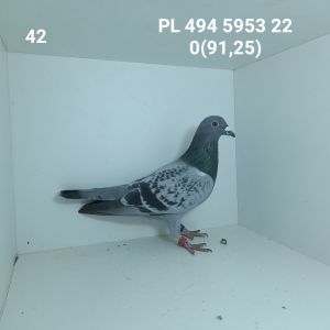 PL-494-22-5153: PUŁTORAK S, m.in 32m z FINAŁU Gołąb z hodowli: PUŁTORAK S.