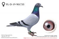 PL-D-19-901735 - samiczka