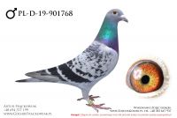 PL-D-19-901768 - samczyk