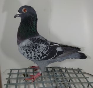 PL-DE-19-1038970 CORTHUS PATRICK + THIJS LOUIS