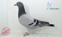 PL-DE-19-1095969