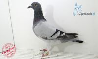 PL-DE-19-1095990