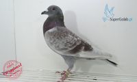 PL-DE-19-1096341