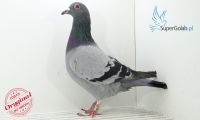 PL-DE-19-1096352