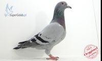 PL-DE-19-1096353