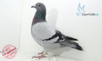PL-De-19-1096358