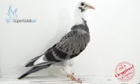 PL-DE-19-1119307