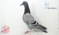 PL-DE-19-1119309
