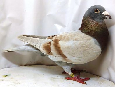 PL-DE-19-1168148 zinbredowany syn DV-1744 Fabryka Asów z linii Ringlose od G. Prange