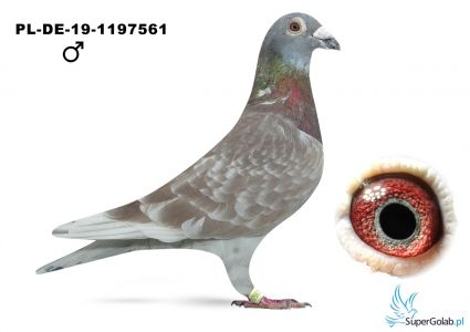 PL-DE-19-1197561