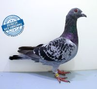 PL-DE-19-1200215 - likwidacja hodowli