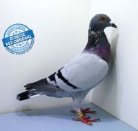 PL-DE-19-1200220 - likwidacja hodowli