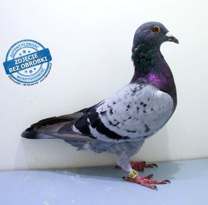 PL-DE-19-1200241 - likwidacja hodowli