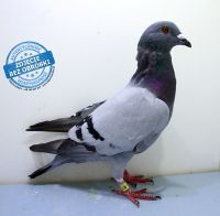 PL-DE-19-1200256 - likwidacja hodowli