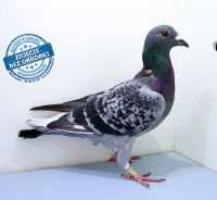 PL-DE-19-1200262 - likwidacja hodowli