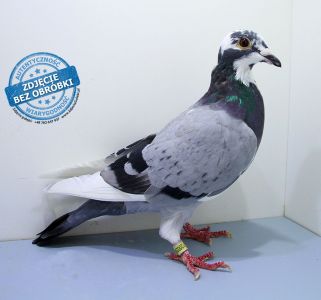 PL-DE-19-1200268 - likwidacja hodowli