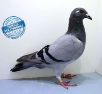 PL-DE-19-1200273 - likwidacja hodowli