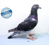 PL-DE-19-1200285 - likwidacja hodowli