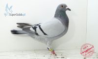 PL-DE-19-246036