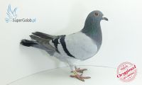 PL-DE-19-314103