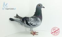 PL-DE-19-314104