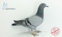 PL-DE-19-314109