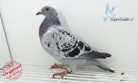 PL-De-19-321783