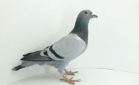 PL-DE-19-340329
