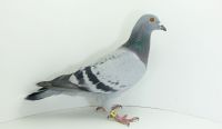 PL-DE-19-340347