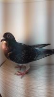 PL-DE-19-410917 - 100% Vercammen-inbred Barco