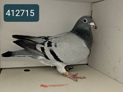 PL-DE-19-412715 - Org. Tomasz Dąbrowski - imbred na rodzinę 5118 Michała Trójczaka