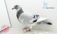 PL-DE-19-582191
