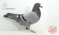 PL-DE-19-697455
