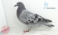 PL-DE-19-697764