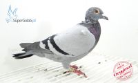 PL-DE-19-701561