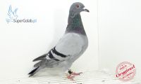 PL-DE-19-701599