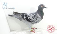 PL-DE-19-702031