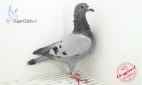 PL-DE-19-788273