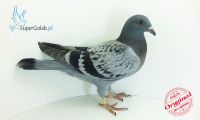 PL-DE-19-963338