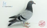 PL-DE-19-963340