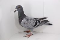 PL-DE-19-976110 TOTALNY INBRED HOT BOY!!
