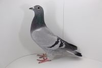 PL-DE-19-976485 Arie Dijkstra!
