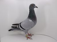 PL-DE-19-997540 perfekcyjna wnuczka Achilles !!